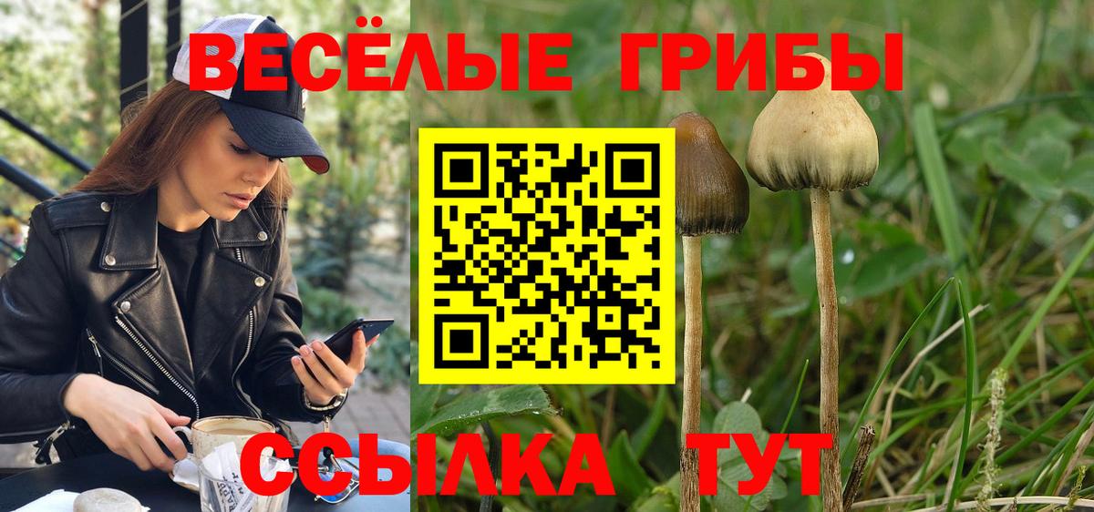 Псилоцибиновые грибы Psilocybe  Вход с VPN  Сибай 